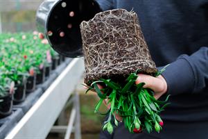 Potted plant being removed from pot - showing root system and soil
